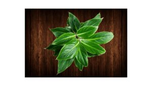 Aglaonema modestum