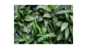 Aglaonema treubii