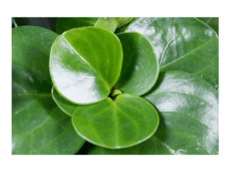 care of Peperomia obtusifolia