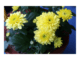 How to take care of Mum plant