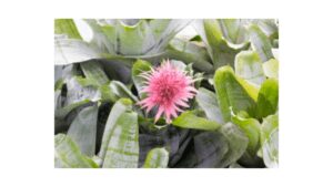Urn plant