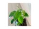 What is sweetheart plant