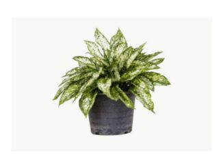 Care of Chinese Evergreen plant