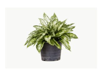Care of Chinese Evergreen plant