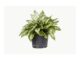 Care of Chinese Evergreen plant