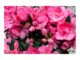 take care of Azalea indica