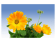 Calendula officinalis