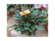 Emerald ripple (Peperomia caperata) care