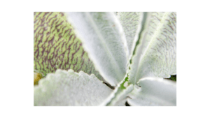 Kalanchoe gastonis-bonnieri