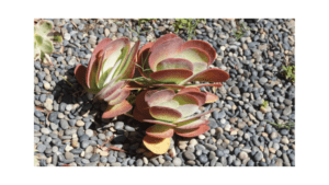 Kalanchoe luciae