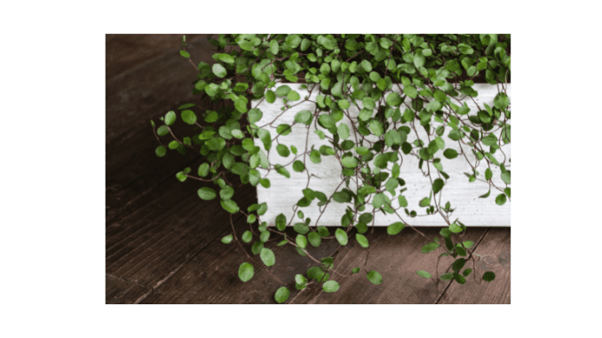 Maidenhair vine (Muehlenbeckia complexa) care Maidenhair vine (Muehlenbeckia complexa) care