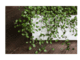 Maidenhair vine (Muehlenbeckia complexa) care