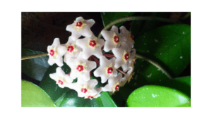 Hoya carnosa