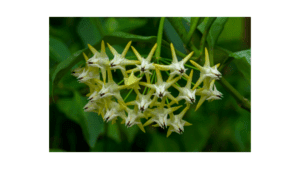 Hoya multiflora