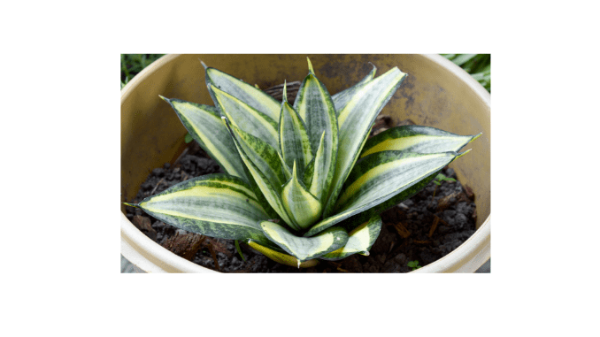 Bird's nest snake plant