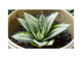 Bird's nest snake plant