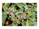 Silver squill care