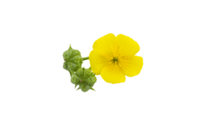 Fresh seed and flower of Tribulus terrestris Linn.