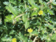 Tribulus terrestris Linn.