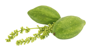 Baheda (Terminalia bellirica) flowers and fruits
