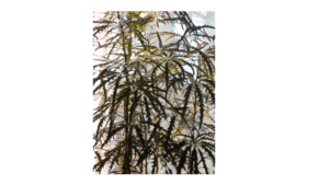 Dizygotheca elegantissima