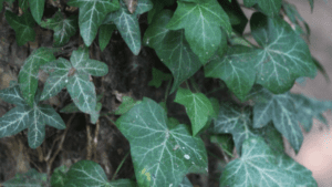 Hedera canariensis