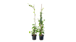 Potted plant of Algerian ivy (Hedera canariensis )