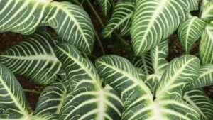 Angel's wing caladium