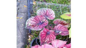Caladium 'Siam Moon'