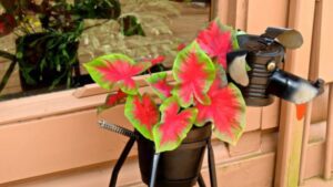 Heart delight caladium