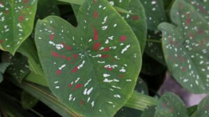 Polka dot caladium
