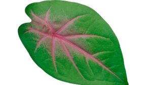 Rose Bud caladium