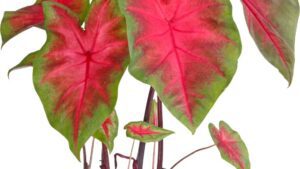 Torchy Caladium