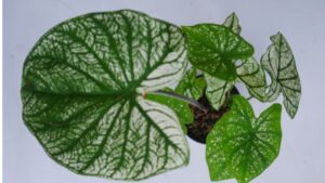 White Christmas caladium