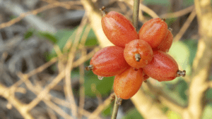 Elaeagnus Latifolia Linn fruit