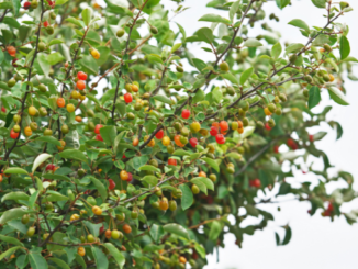 Elaeagnus Latifolia Linn plant