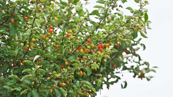 Elaeagnus Latifolia Linn plant